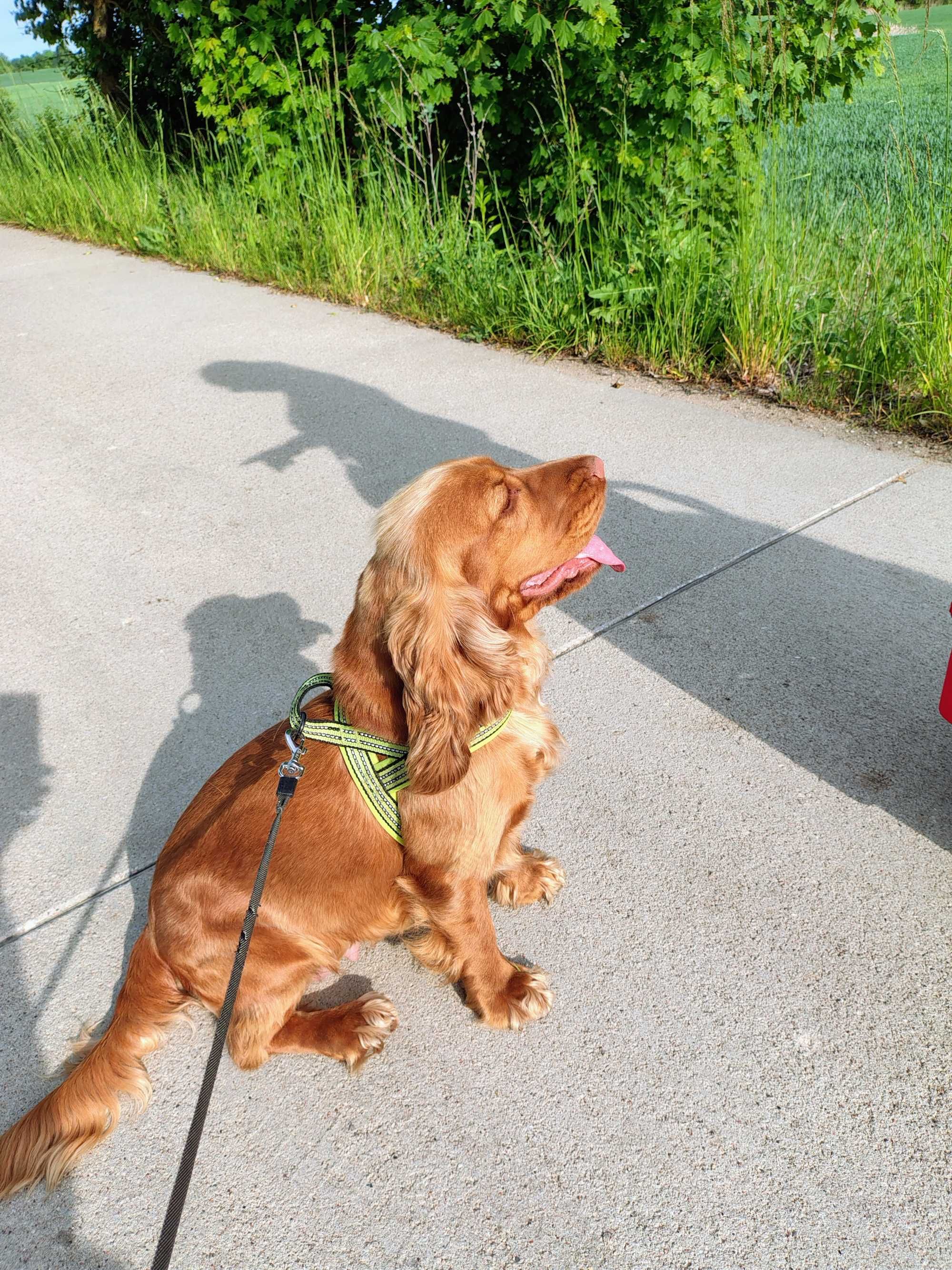 Cocker Spaniel Angielski Roan Orange piesek