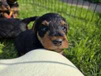 Terier Walijski ZKwP FCI Welsh Terrier