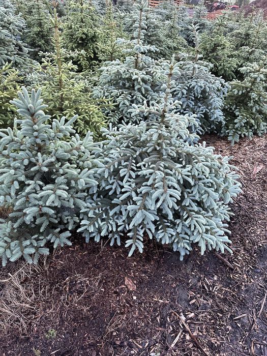 Świerk srebrny sadzenie ogrodzenie transport żywopłot