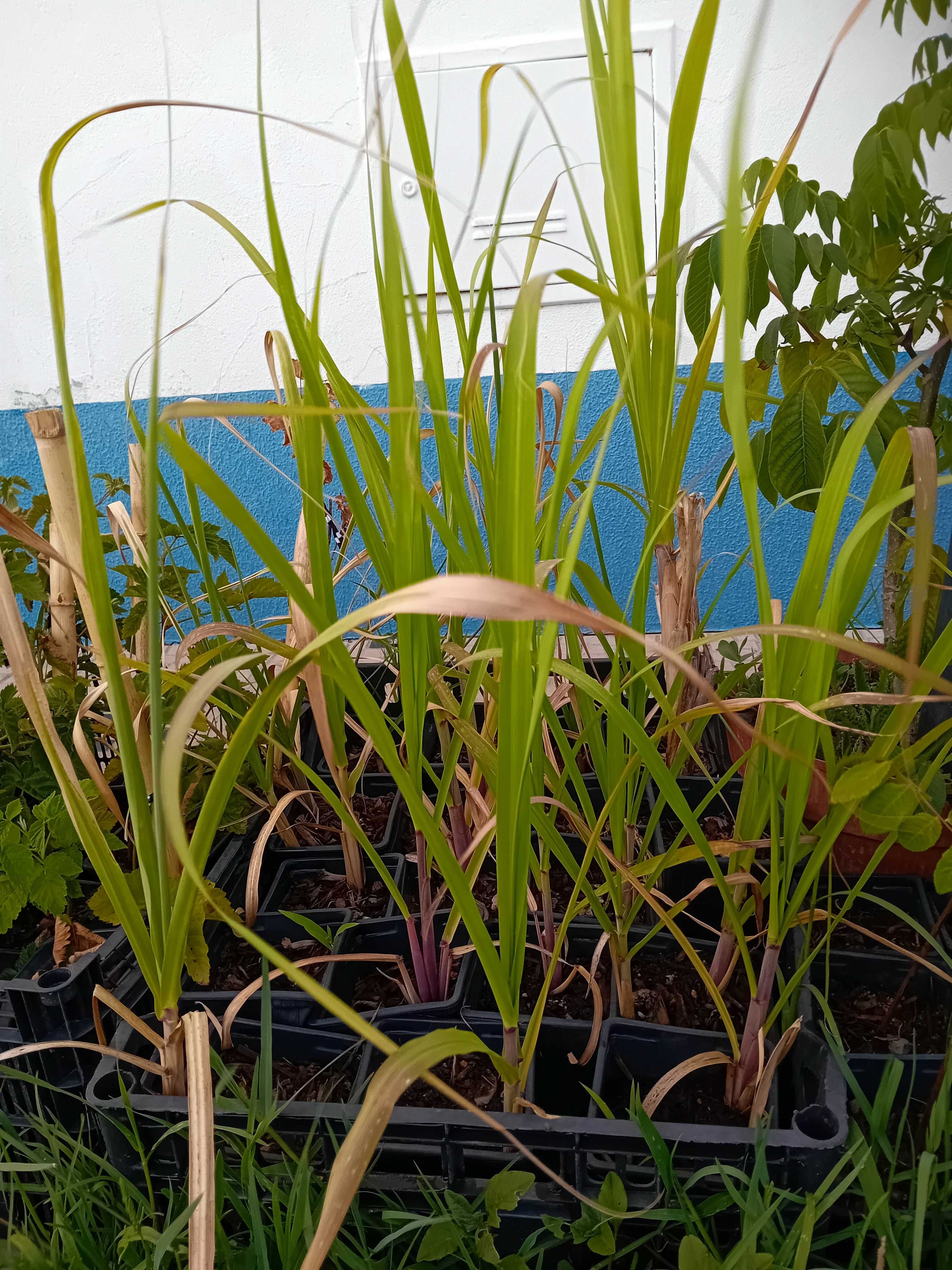 Cana de acucar planta