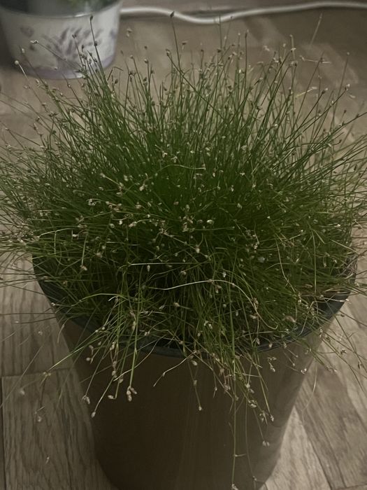 Изолепис комнатный