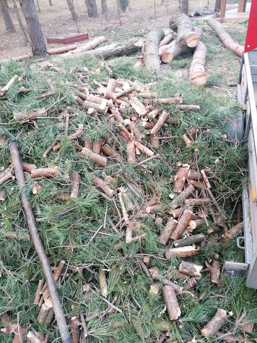 Wycinka Drzew Alpinistycznie Profesjonalnie