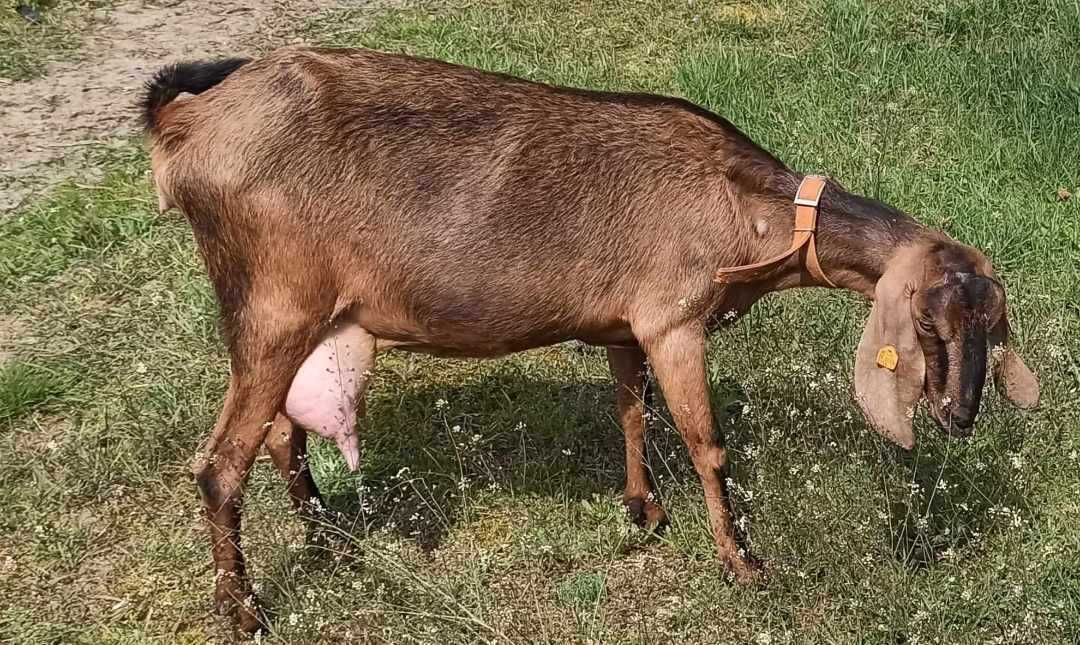 Kózki anglonubijskie z rodowodem NOG koza