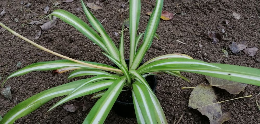 Clorofito - planta em vaso