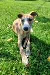Piesek Whippet ZKwP / FCI