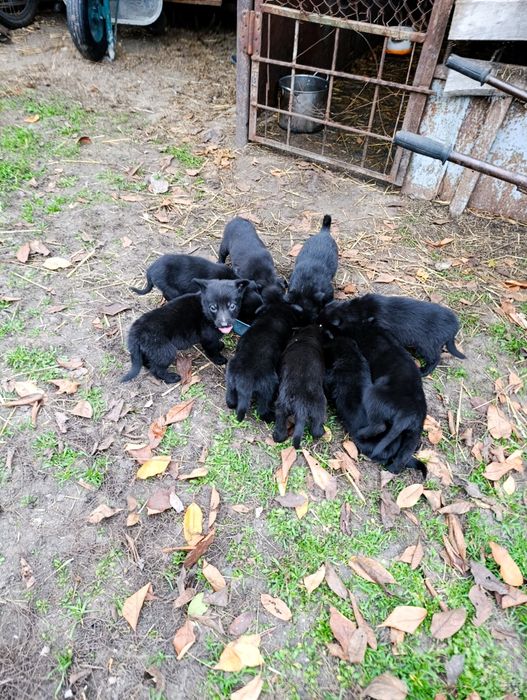 Віддам безкоштовно