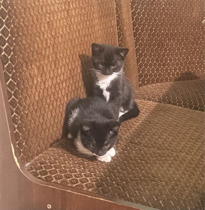 Відам котиків в добрі руки (котикам 2 міс)