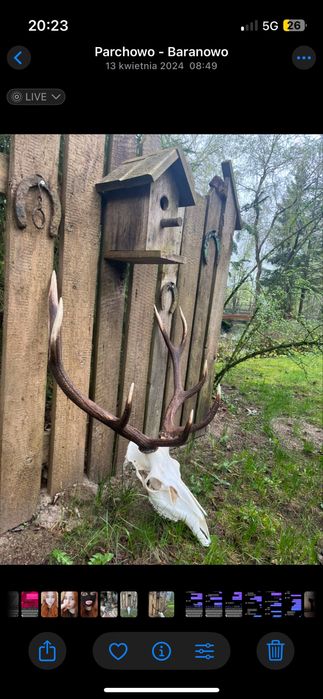 Wieniec jelenia byka ósmak