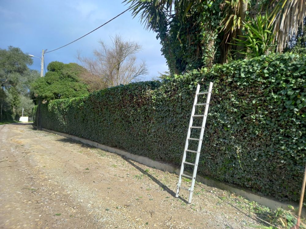 Poda e abate de arvores, palmeiras limpeza de terrenos e jardinagem