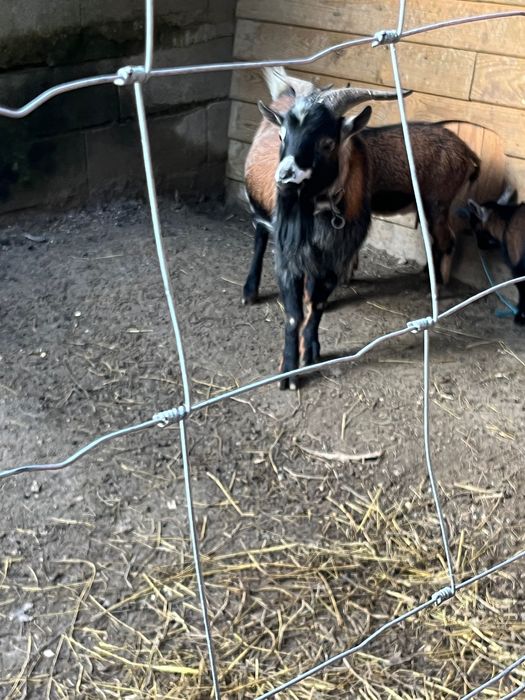 Vende-se cabras anãs muito meiguinhas