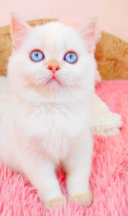 Чудо кошенятко дівчинка шиншилка