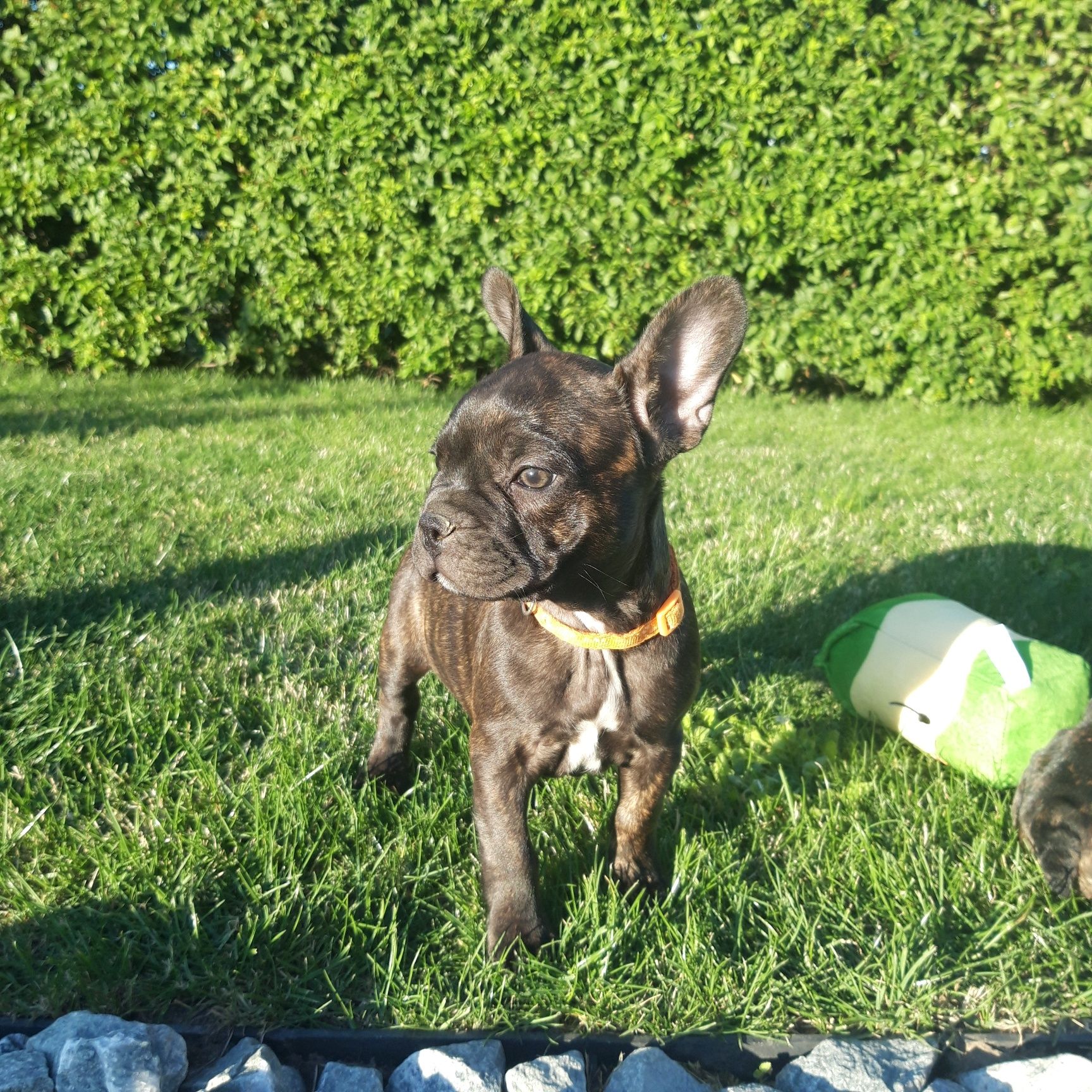 Buldog Francuski - piesek gotowy do odbioru