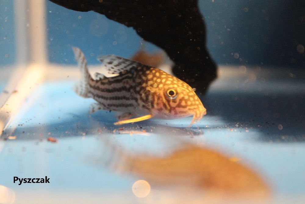 Kirys sterby Corydoras sterbai