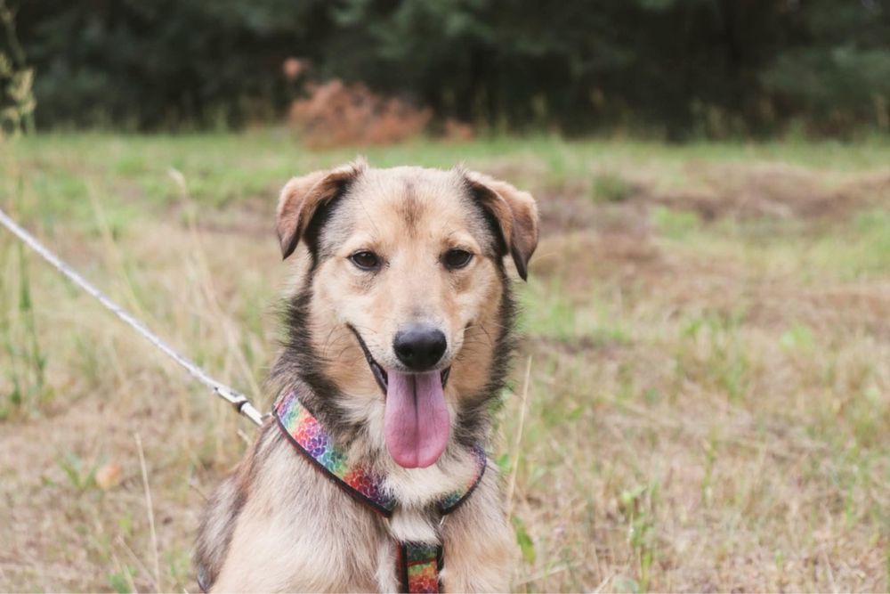 Bolek szuka kochającego domu