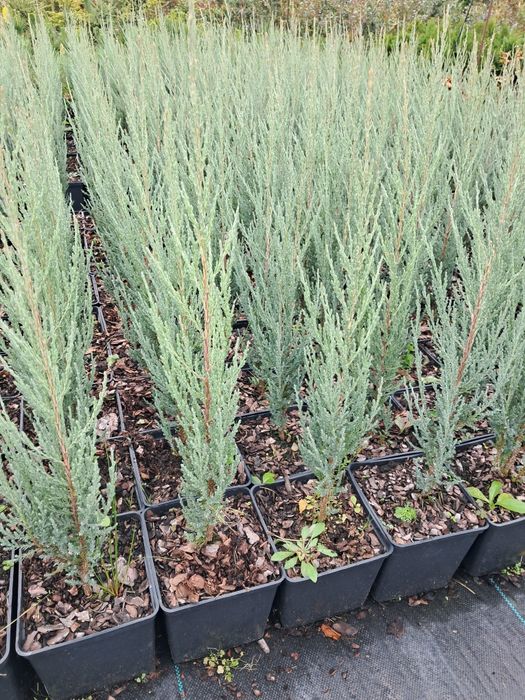 Ялівець скельний Blue Arrow