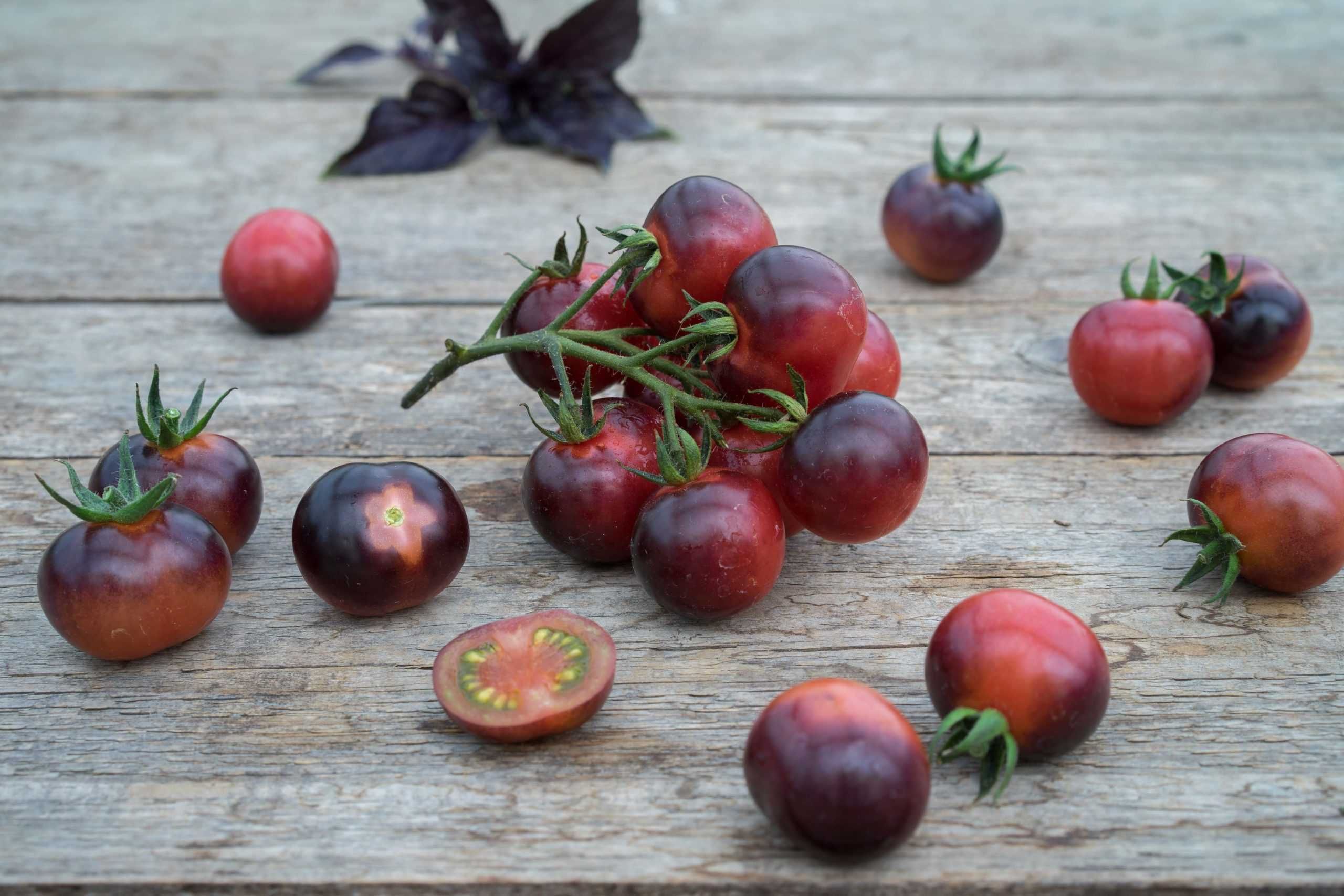 Tomate Osu Blue Sementes Variedade Rara