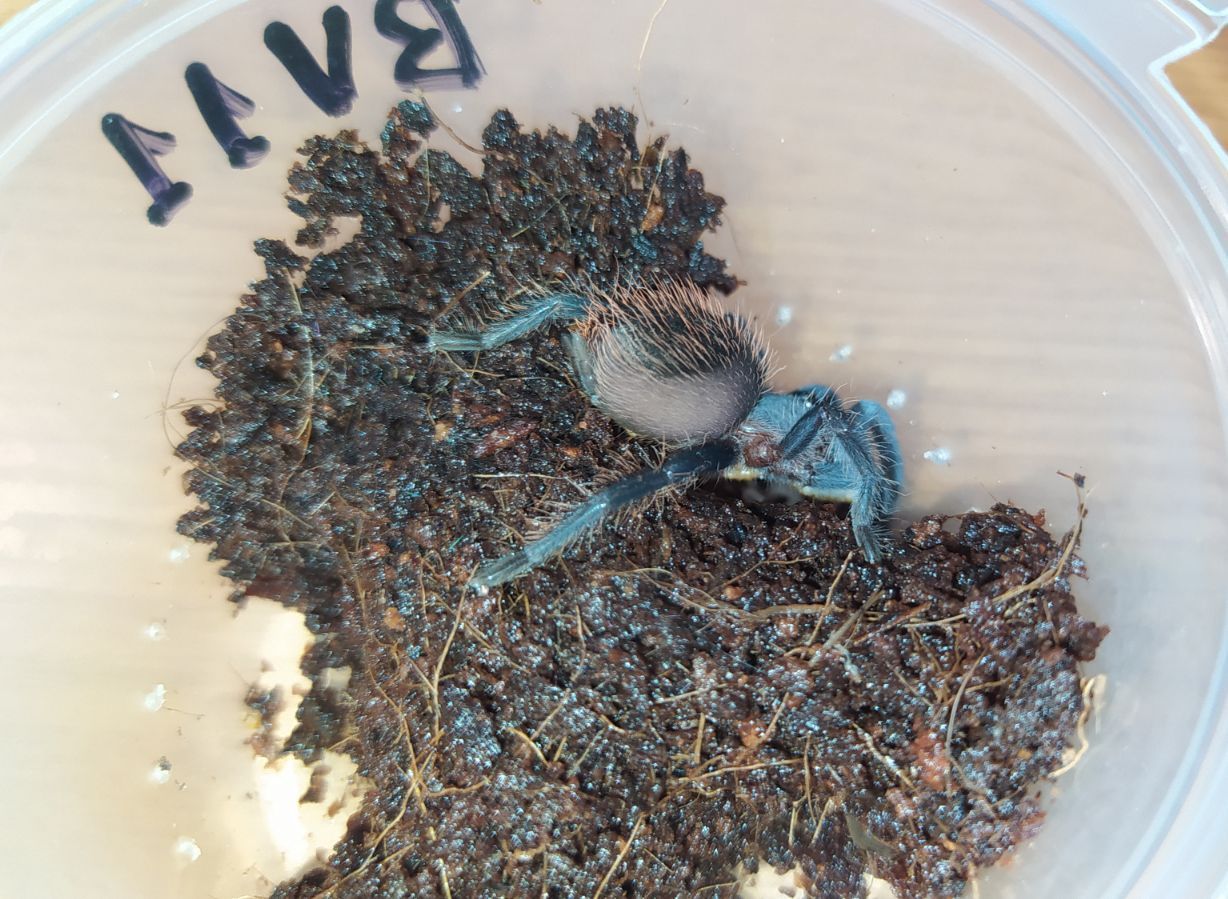 Павук Brachypelma vagans, Мексиканський червоноволосий птахоїд L6