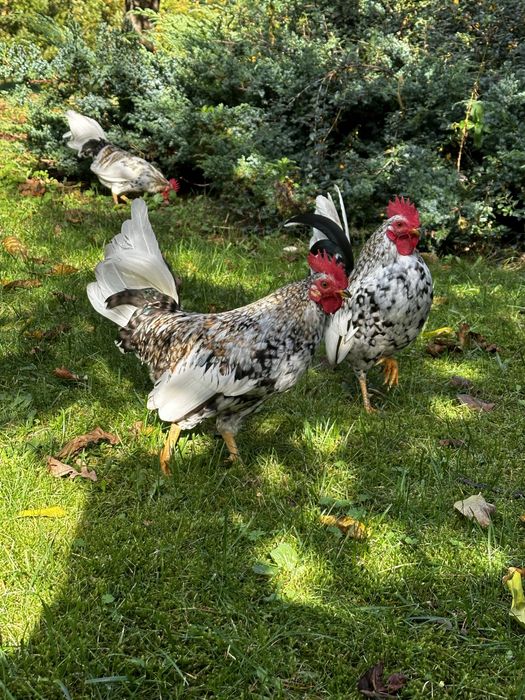 Kogut Karzelek Liliput Pstry kolorowy 2024