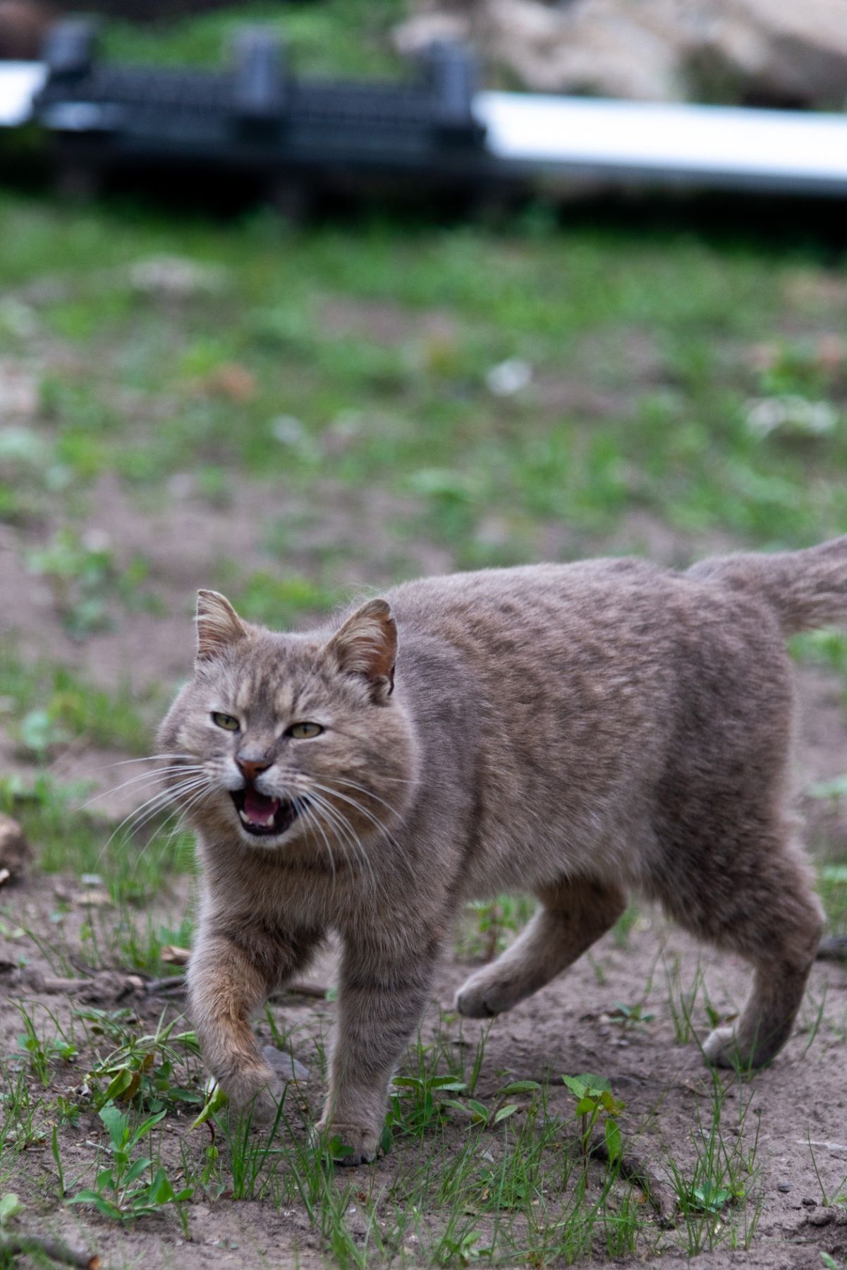 Стерилізований котик у хороші ручки