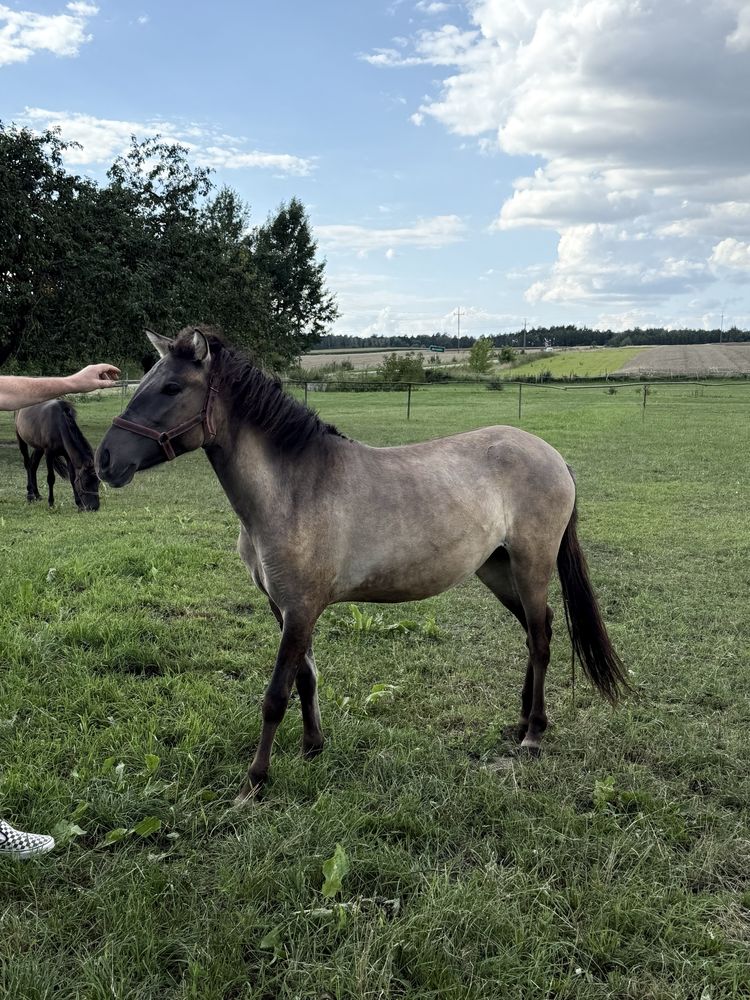 Koniki polskie na sprzedaż