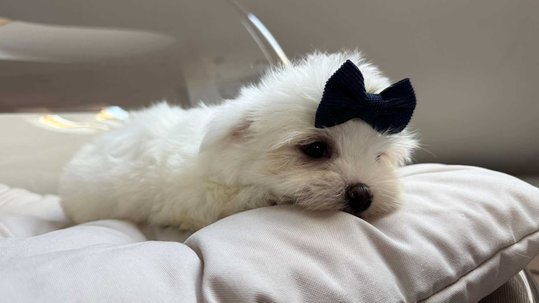 Mini Chłopczyk Maltańczyk z Rodowodem