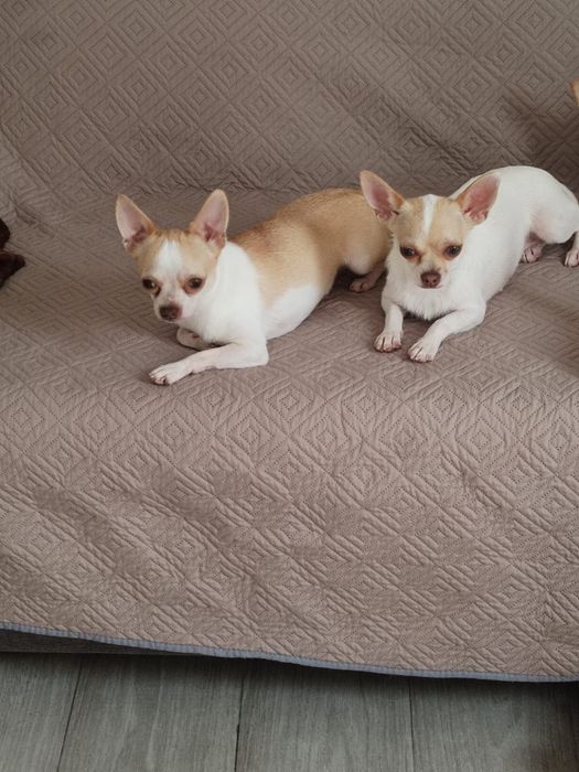 Bebe Chihuahua macho