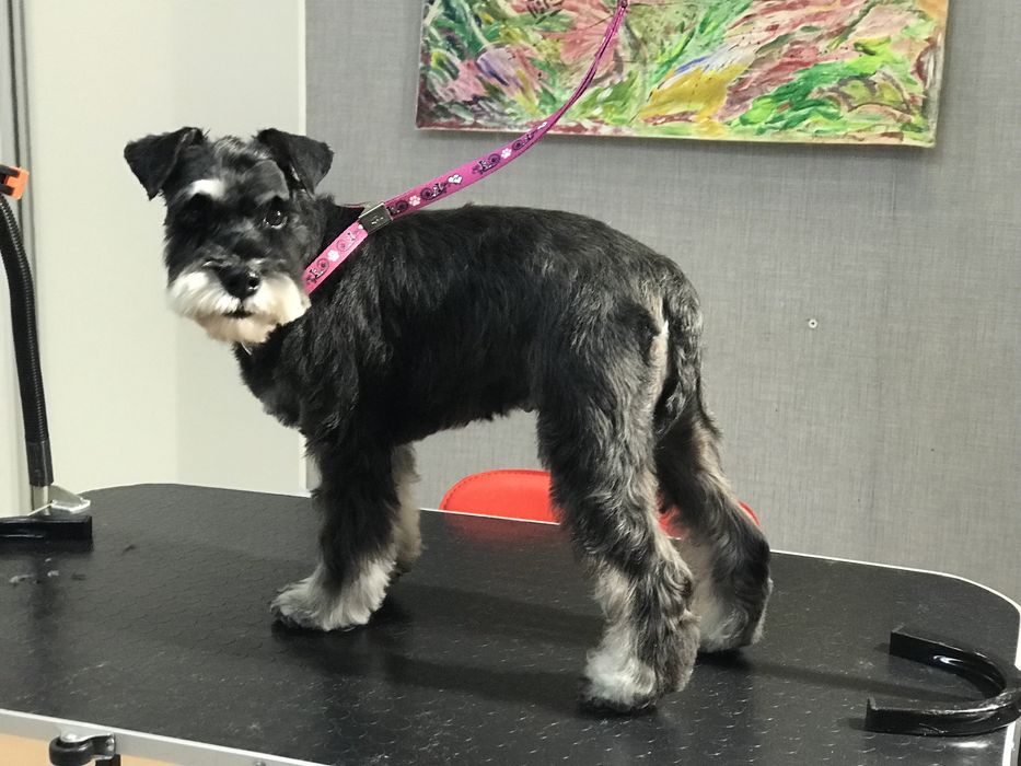 Груминг, грумінг Стрижка собак и кошек