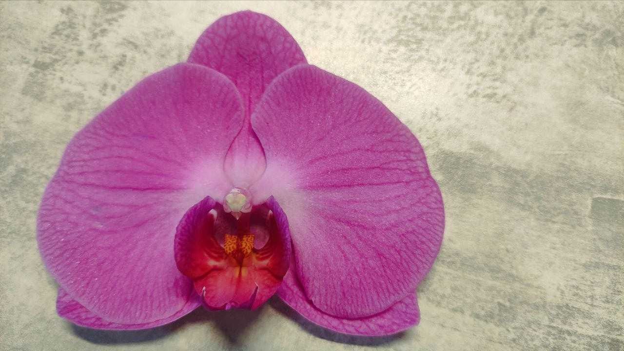 Орхідея фалінопсіс розового кольору, квітка 10см
