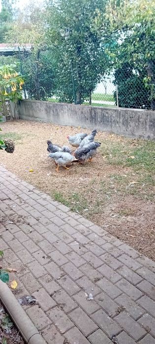 Galos jovens Bielefelder cor prata