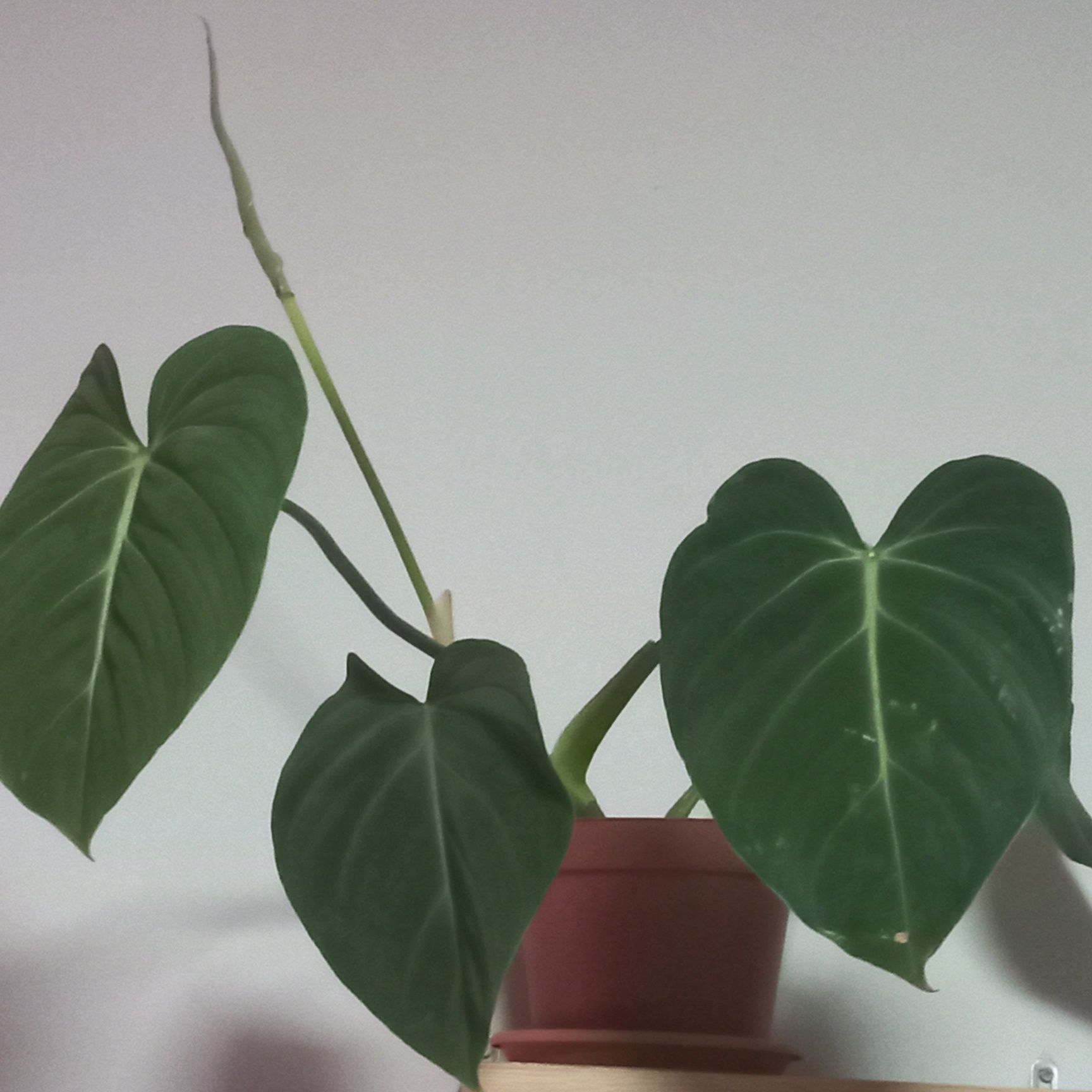 philodendron gloriosum