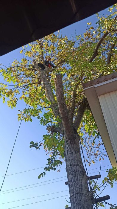 Пиляння дерев ,спалювання аварійних дерев,всі види послуг