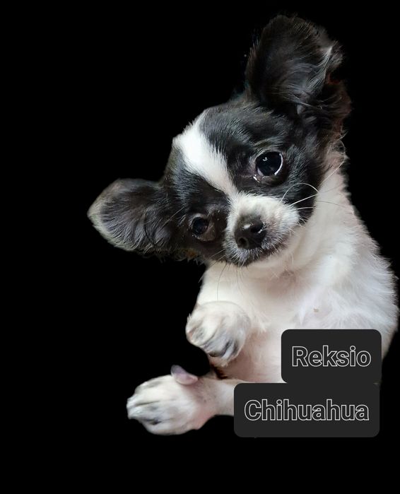 Piesek rasy Chihuahua
