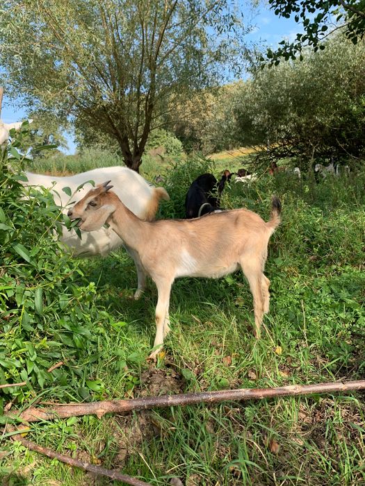 Кози , козенята .