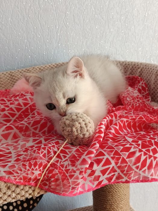 Пухнастий хвостик чекає маму