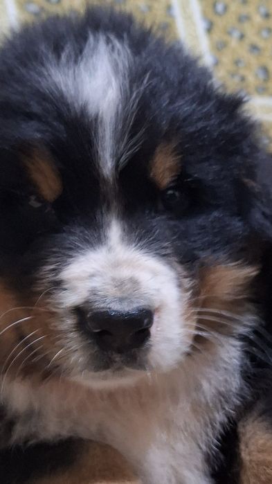 Песики з документами