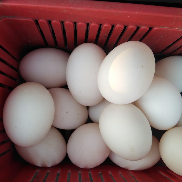 Jajka wiejskie kacze, gęsi, kurze