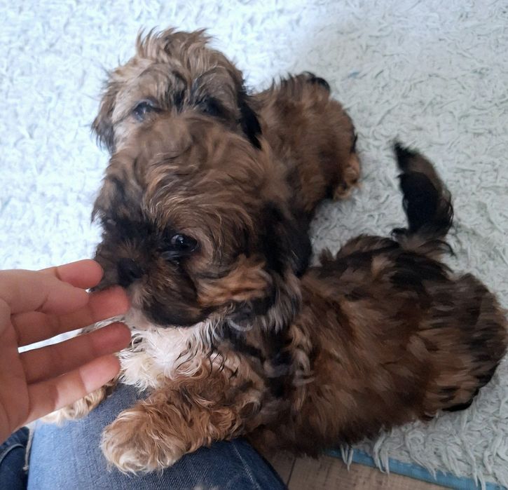 Dafiś unikatowy chlopczyk shih tzu szuka domu