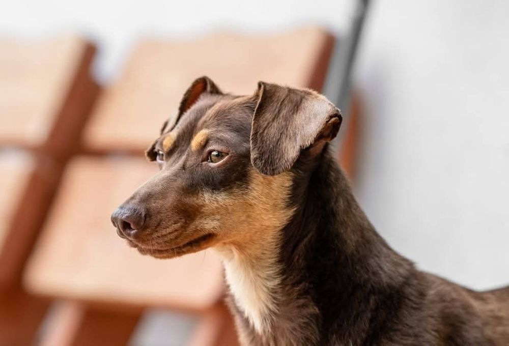 Pies o supermocach szuka domu