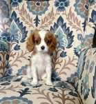 Cavalier King Charles Spaniel piesek.