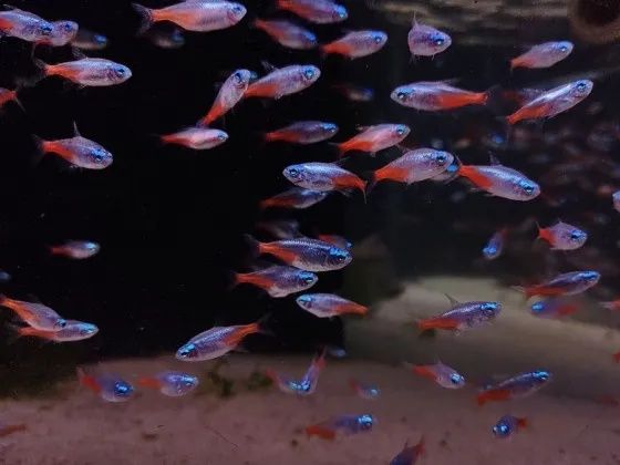 Неон  діамантовий рибка акваріумна