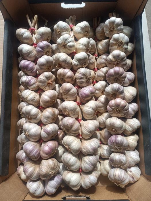 Czosnek polski HARNAŚ warkocze, pęczki, główki