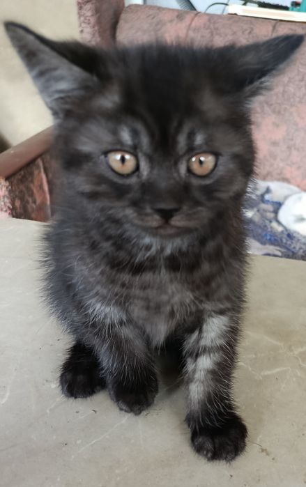 Кошенята мармурові скоріш фолд