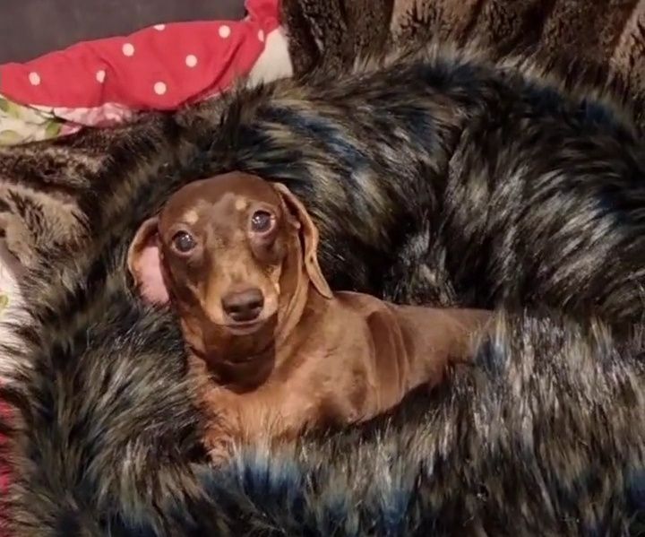 Шоколадні таксята бронювання.