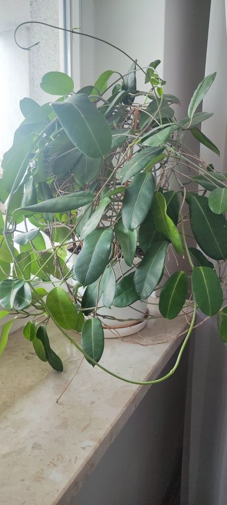 Stefanotis duży kwiatek doniczkowy Stephanotis Stefania