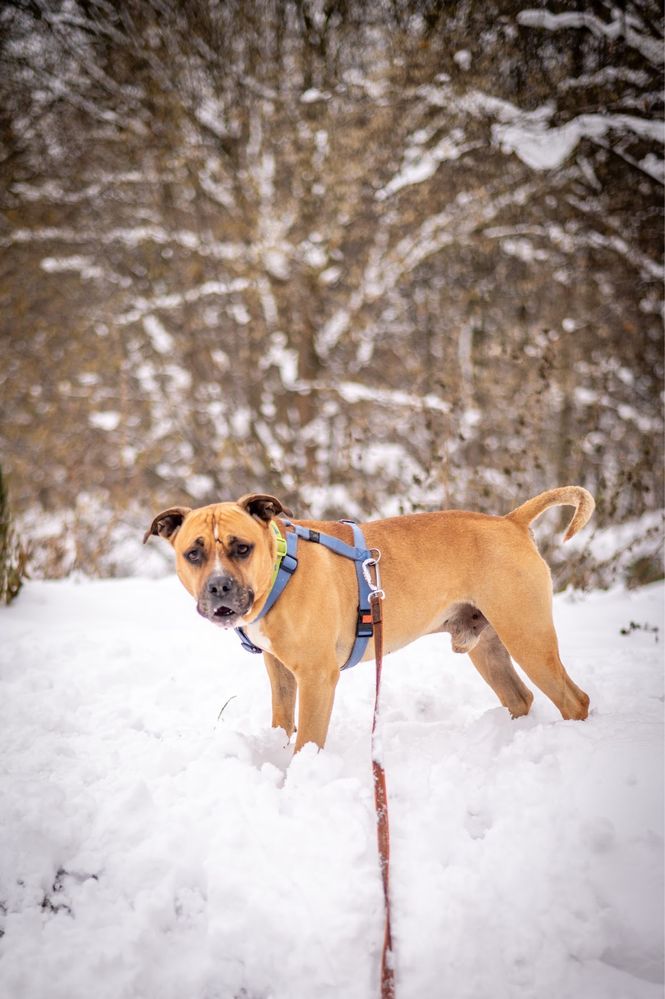 Aktywny amstaff szuka swojego czlwieka. Adopcja psa.