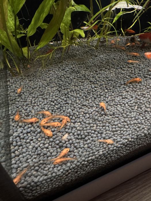 Анциструс Супер Ред