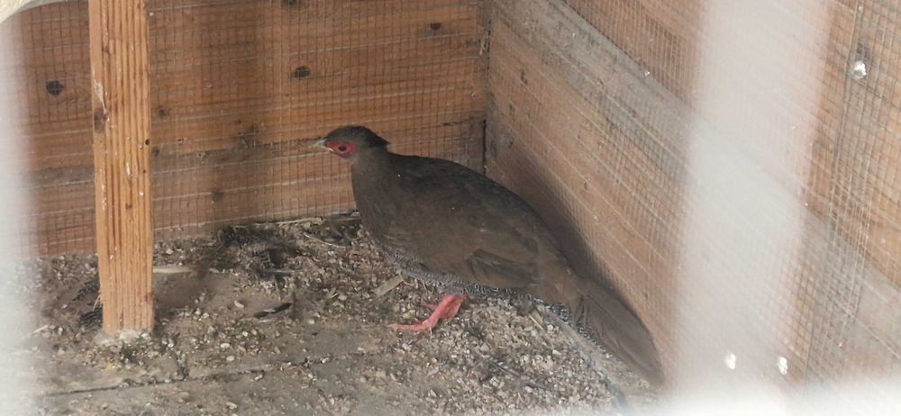 Sprzedam samice bazant srebrzysty!!!