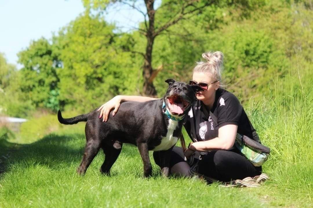 Szwejk - starszy amstaff czeka na dom