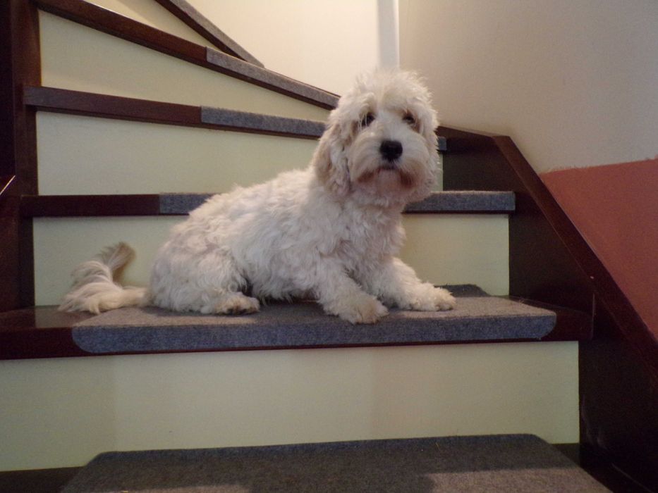 Cockapoo F1 b mini 13 miesięcy wyjątkowa biała sunia