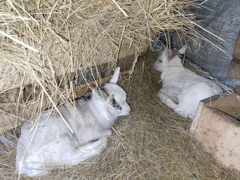 Козенята/кізлята/цапки/